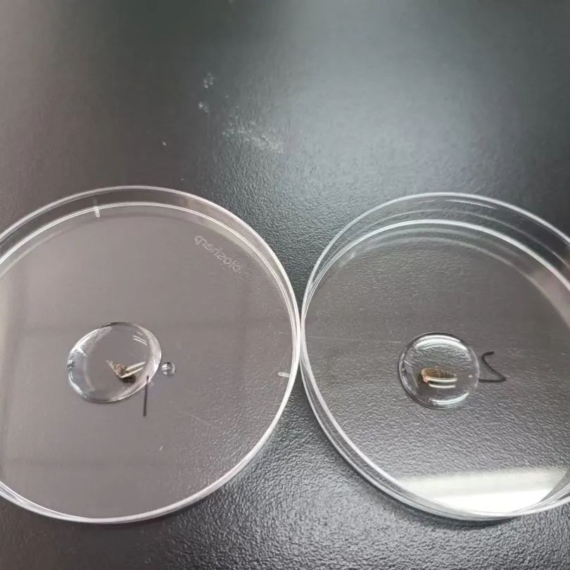 寄生虫学检测